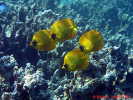 Korallen des Roten Meeres